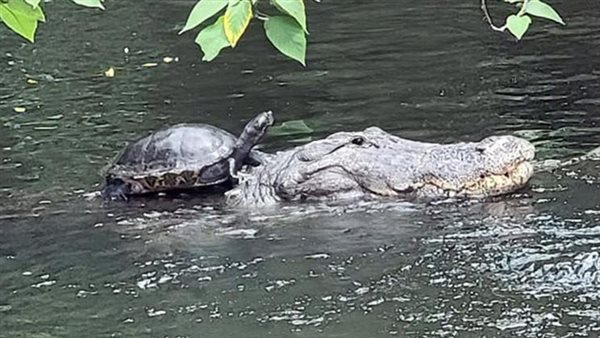 سلحفاة وتمساح 