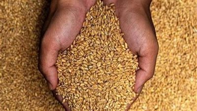 لا مجال للأخطاء الموسم الحالي.. الزراعة: انتهاء موعد زراعة القمح خلال 3 أسابيع 