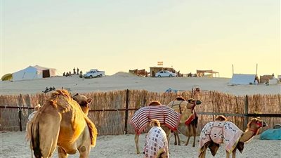 اليوم انطلاق سباق الهجن بالعريش بحضور عدد من الوزراء 