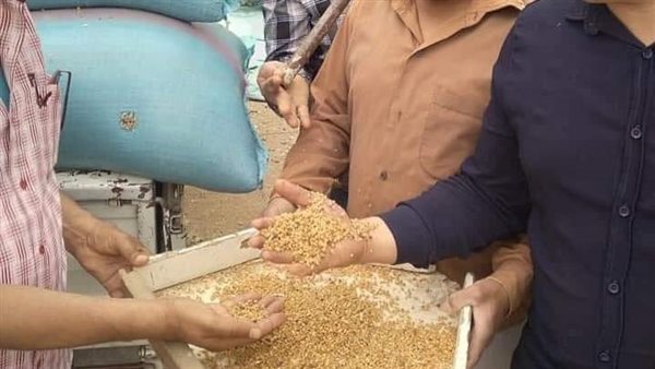 توريد القمح 