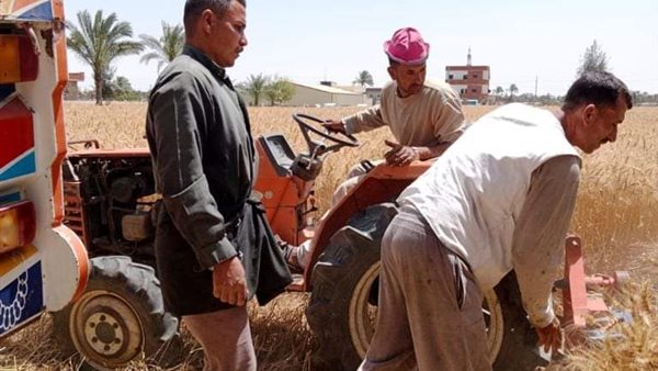 حصاد وتوريد القمح