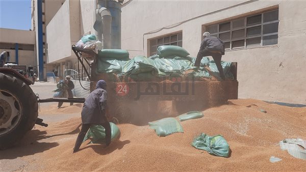 توريد محصول القمح