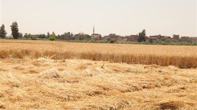 الحكومة تكشف حقيقة التعثر في سداد مدفوعات وارداتها من القمح المستورد