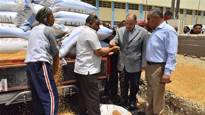 محافظ أسيوط: استلام 807 أطنان قمح بالشون والصوامع منذ بدء موسم التوريد
