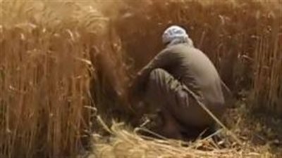 سعادة كبيرة بين مزارعي القمح بسوهاج أثناء حصاد الذهب الأصفر | بث مباشر 