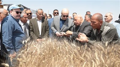 محافظ بني سويف يفتتح موسم حصاد وتوريد القمح داخل أحد الحقول الإرشادية بأبو خلاد 