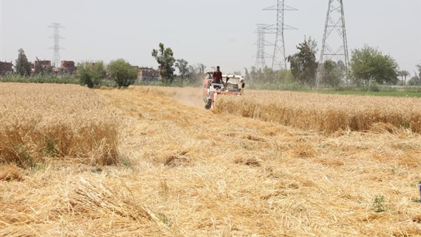 موسم حصاد القمح بالشرقية