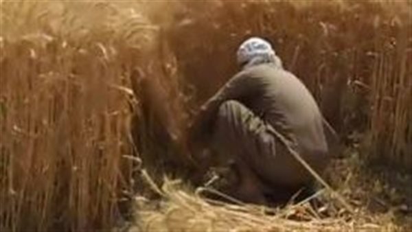 حصاد القمح في مصر