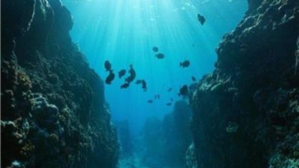 الكائنات البحرية