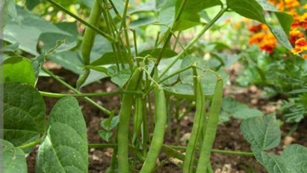 زراعة الفاصوليا