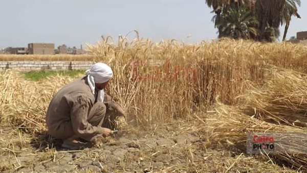 حصاد القمح بسوهاج