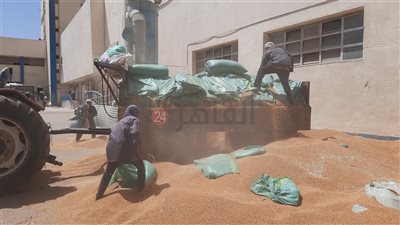 نائب محافظ المنيا: شون وصوامع المحافظة تستقبل 229 ألف طن قمح