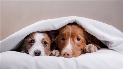 دراسة تحذر أصحاب الكلاب: النوم معها في سرير واحد يجلب الأمراض 