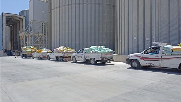 عمليات توريد القمح