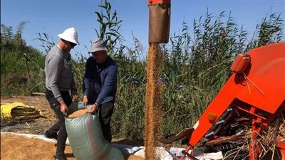 1500 جنيه للأردب.. تسهيلات وحوافز لـ المزارعين لتوريد القمح للشون والصوامع الحكومية ببورسعيد | صور