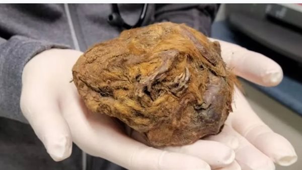 اكتشاف سنجاب محنط