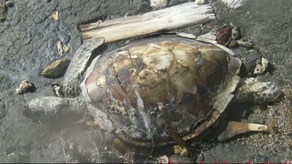 السلحفاة النافقة