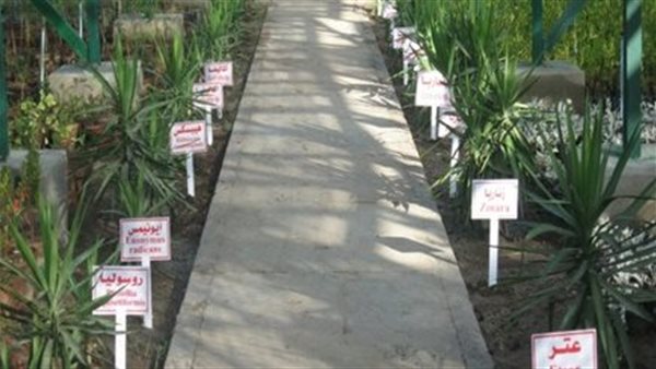 أنشطة التشجير خلال