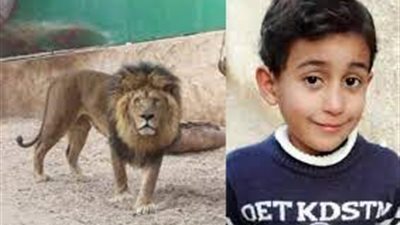 أسد يفترس طفلًا في قطاع غزة| فيديو 