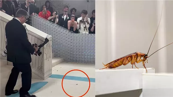 صرصور في حفل ميت