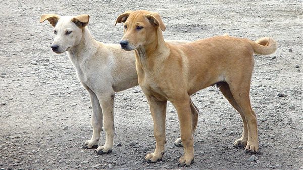 كلاب ضالة - أرشيفية