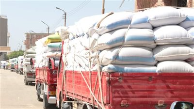 قبل ختام الموسم 15 أغسطس.. توريد 284 ألف طن قمح ببني سويف