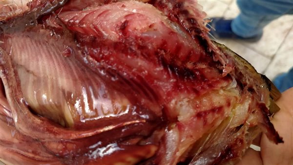 حملات مكثفة علي الأسواق