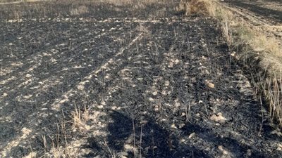 الحماية المدنية تسيطر على حريق التهم 3 أفدنة قمح في الدقهلية