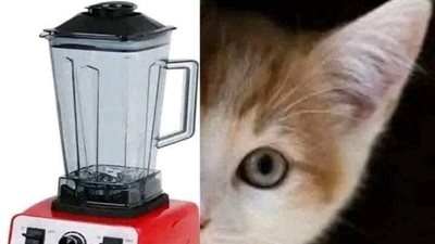 القصة الكاملة لفيديو القطة في الخلاط