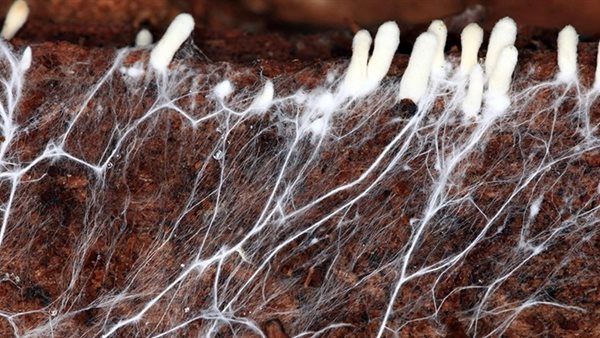 خيط يصلح نفسه