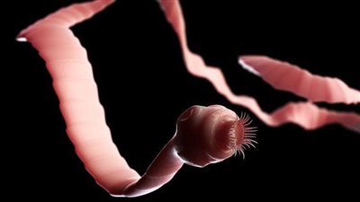 الشعور بالجوع المستمر.. تعرف على أعراض الإصابة بـ داء الكيسات المذنبة 