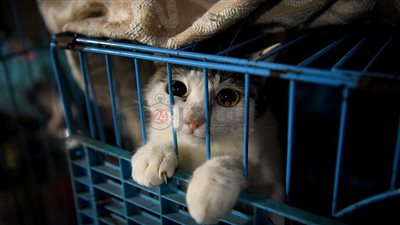  القبض على صاحب فيديو القطة في الخلاط.. بلوجر شهير وتهديدات بتكرار الأمر | التفاصيل الكاملة