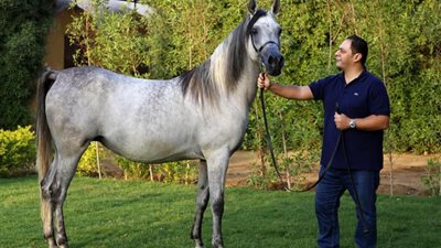 ‎المغاوري أبرز الرعاة في بطولة النخبة لجمال الخيول العربية الأصيلة بنسختها الأولى