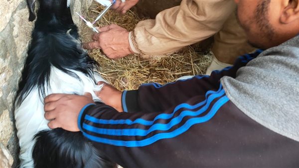 حملة الطب البيطري