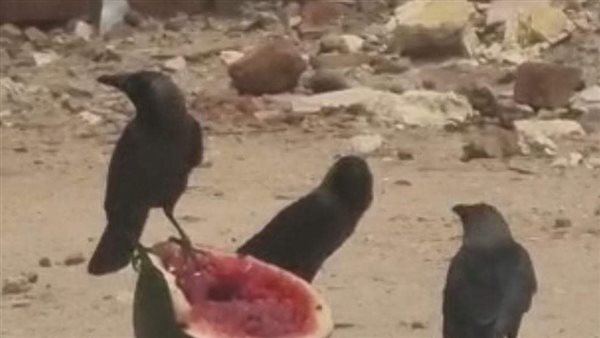 حملة للقضاء على الغربان