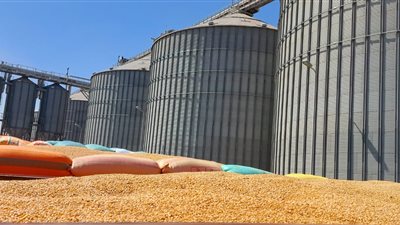 محافظ الإسكندرية: توريد 35 ألف طن قمح إلى صومعة الكينج مريوط