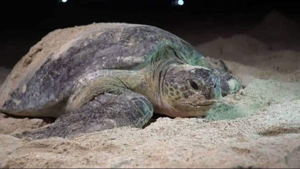 السلاحف بالبحر الأحمر