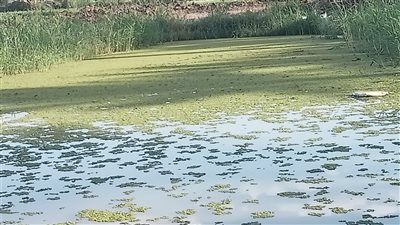 بعد ارتفاع أسعار الأعلاف| مواطن بالفيوم ينصح الفلاحين بزراعة الأزولا: يحتوي على نسبة البروتين 30%  | صور