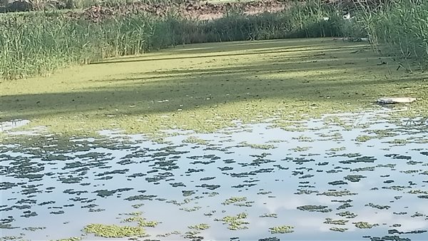 الذهب الأخضر.. مزارع