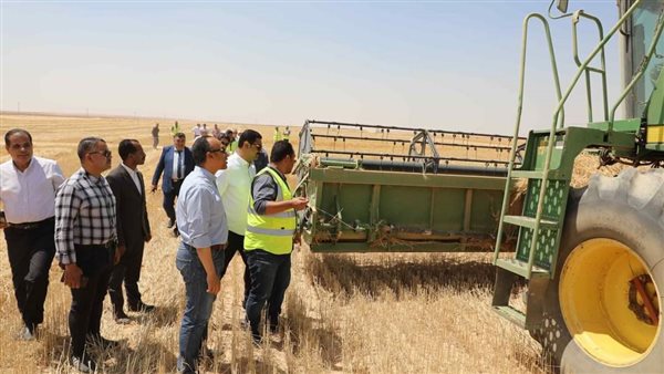 حصاد محصول القمح