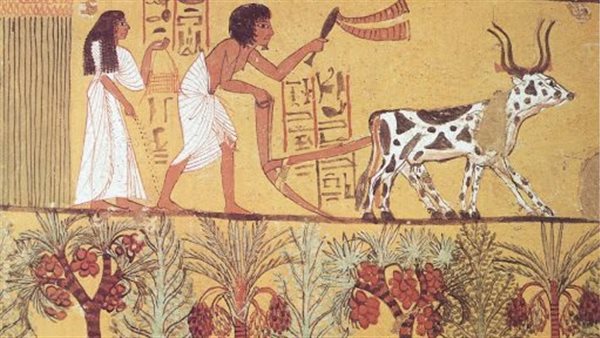  شجرة الدوم في مصر