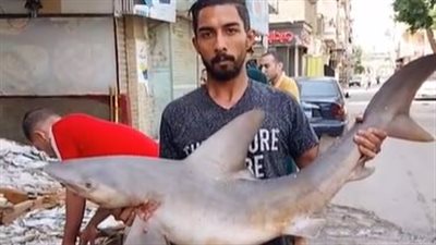 أغرب أنواع الأسماك.. إقبال كثيف من المواطنين على شراء القرش والديسكس | بث مباشر 