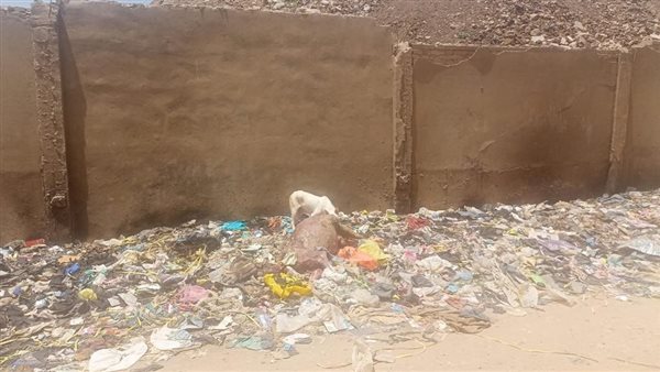 الحمار المضبوط بالواقعة