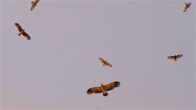 البيئة تنظم احتفالية كبرى بموقع بحيرات الأكسدة بالتعاون مع شركاء العمل البيئي بشرم الشيخ