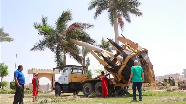 نقل أشجار النخيل