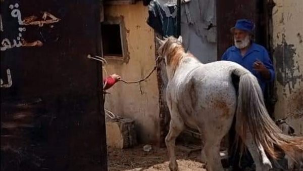 دار الرفق بالحيوان