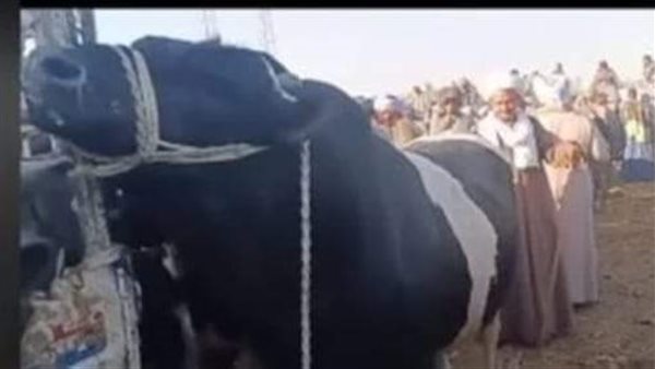 العجل المباع بـ137