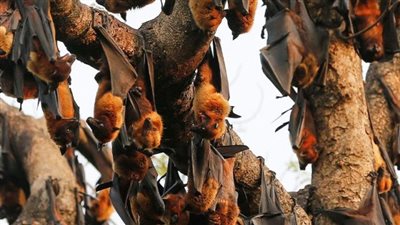 مخاوف جديدة من وباء عالمي بسبب خفافيش الفاكهة