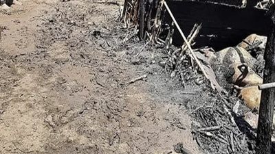 نفوق 3 مواشٍ في حريق حظيرة بالمنوفية