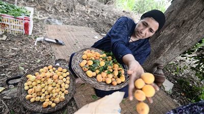 بسبب التقلبات الجوية.. الزراعة تصدر توصيات عاجلة لمزارعي المشمش